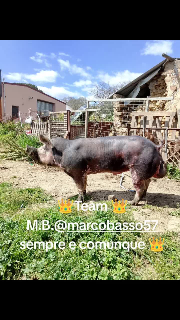 @Stefano Zagara