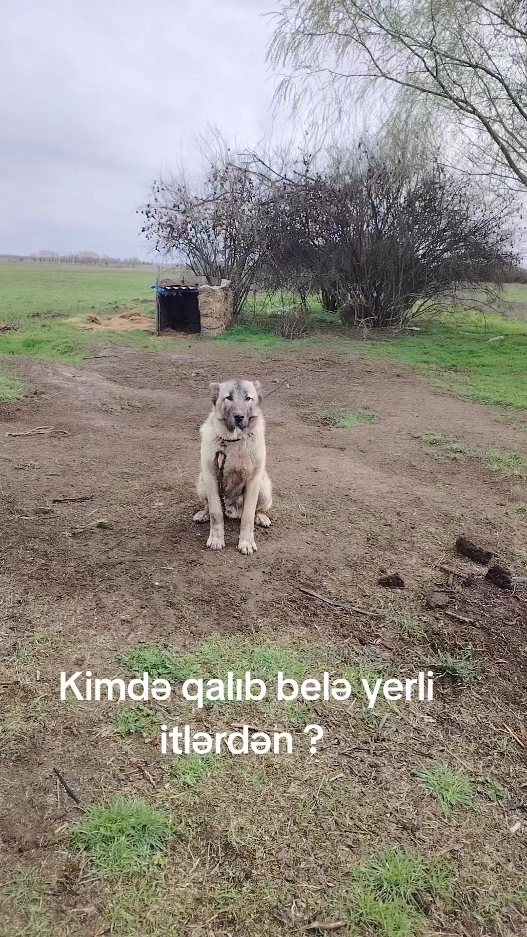 @Pitomnik_ağcabedi_volkadav.Mir
