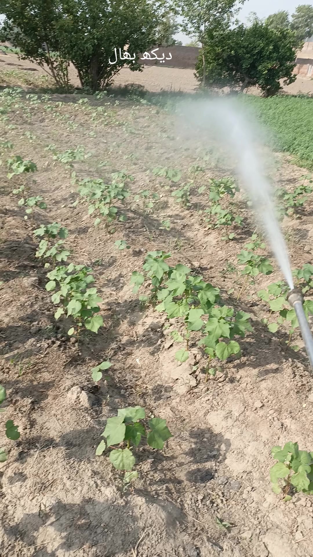 @Mr.Tori.Farming (pathologist)