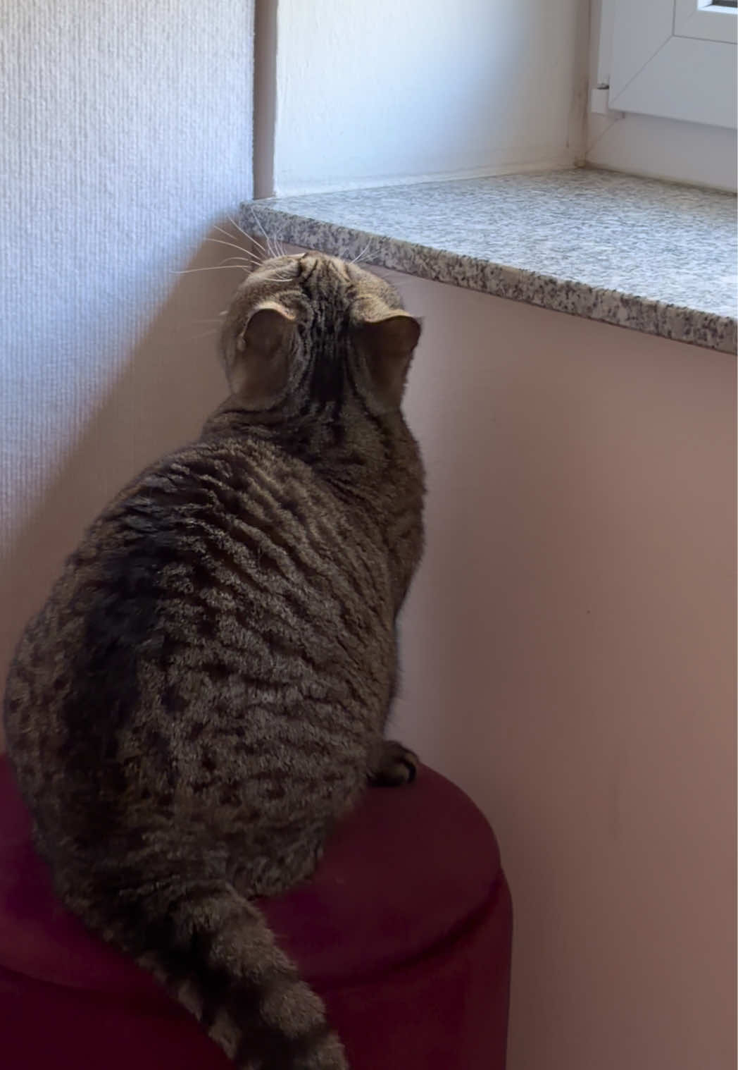 @Sonja_Kitty-Cat
