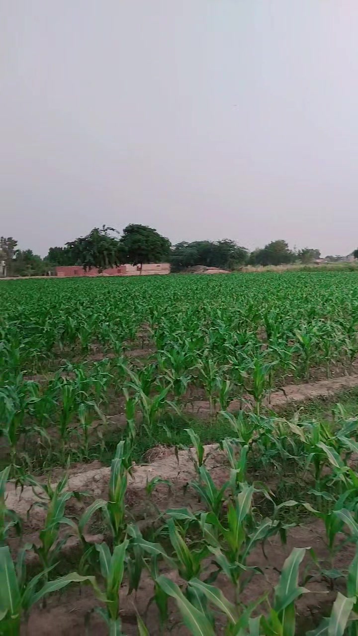 @Asad Gujjar