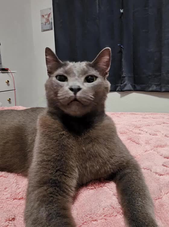 @HappySlappyTimes 🐢 😺