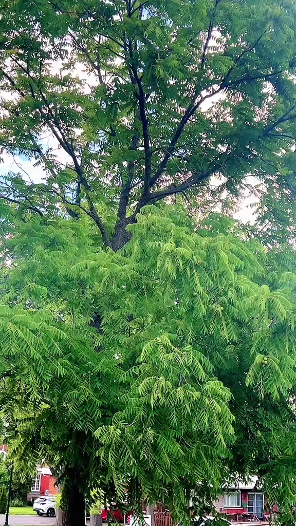 @🇨🇦🍁ℛ𝒪👁️🌹👁️𝒥𝒜🍁🇨🇦