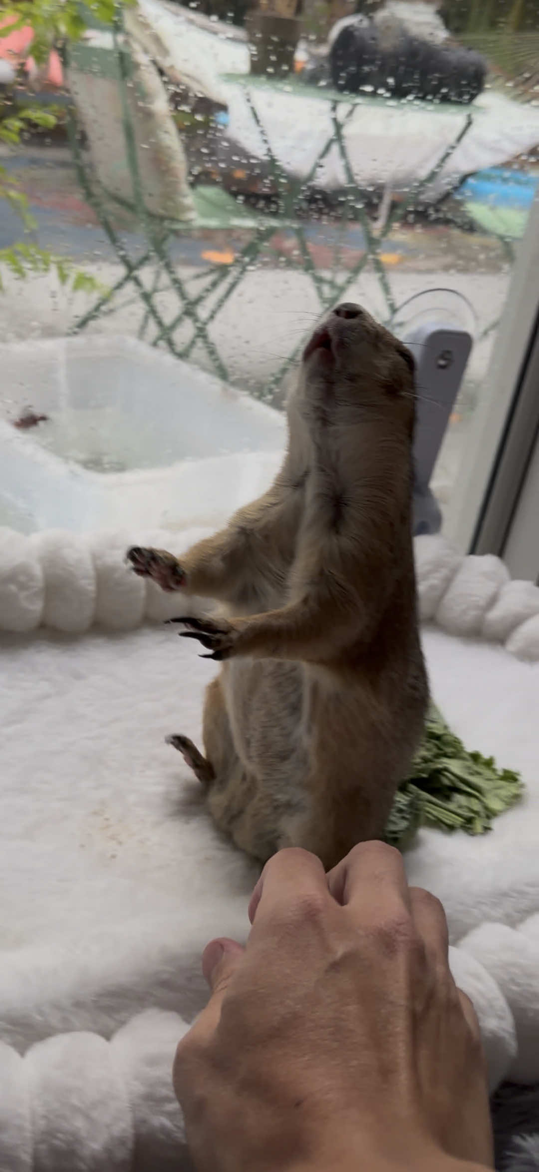 @Poppy the Prairie Dog