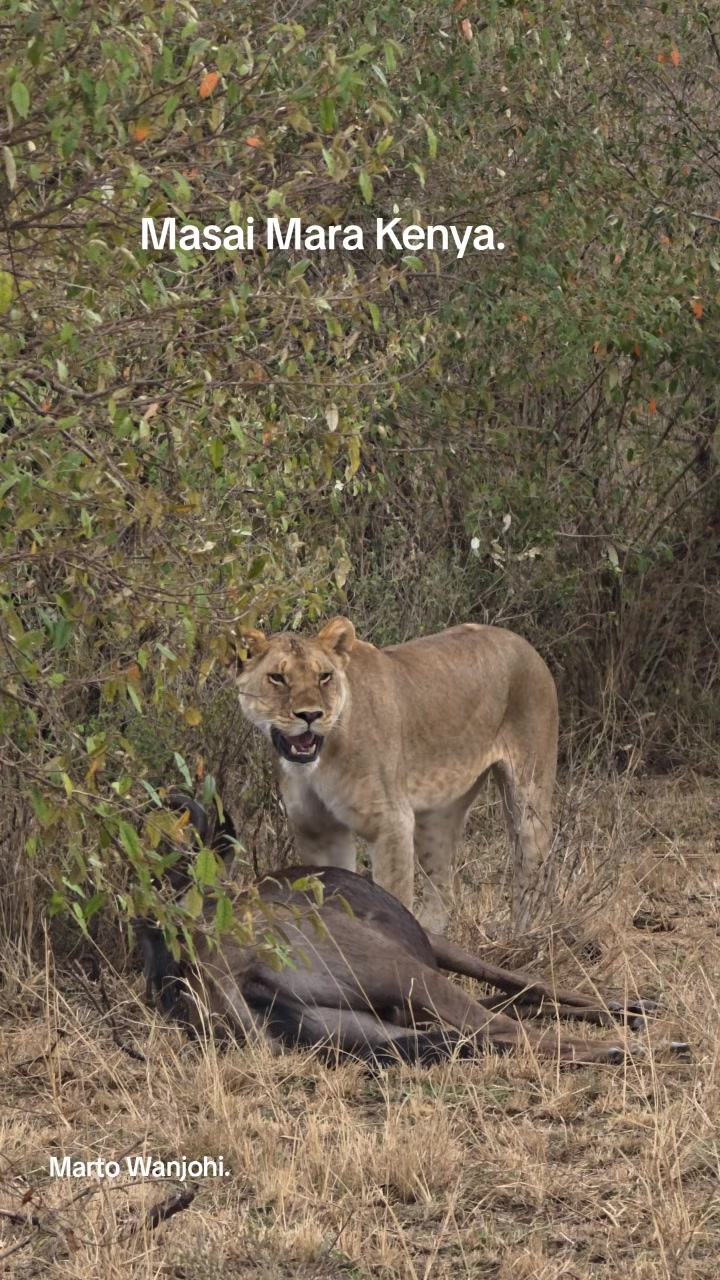 @Safaris with Marto Wanjohi.