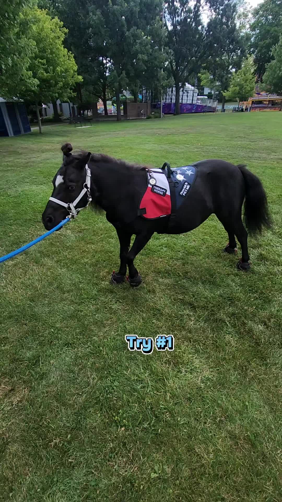 @minihorsemomandtrainer🐴🐴🐴🐴