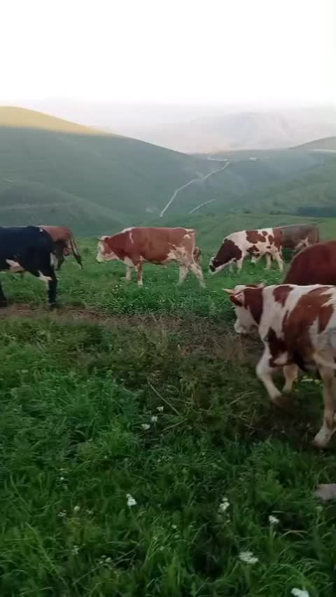 @Gökhan Çoban