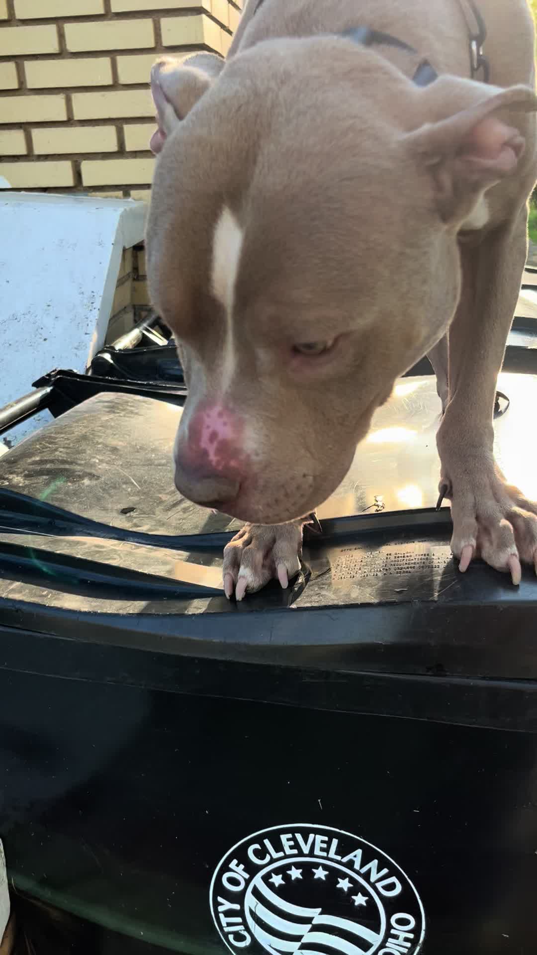@Jay TheDog Trainer