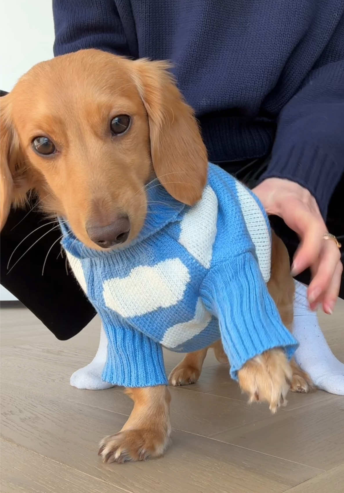 @cashewdachshund