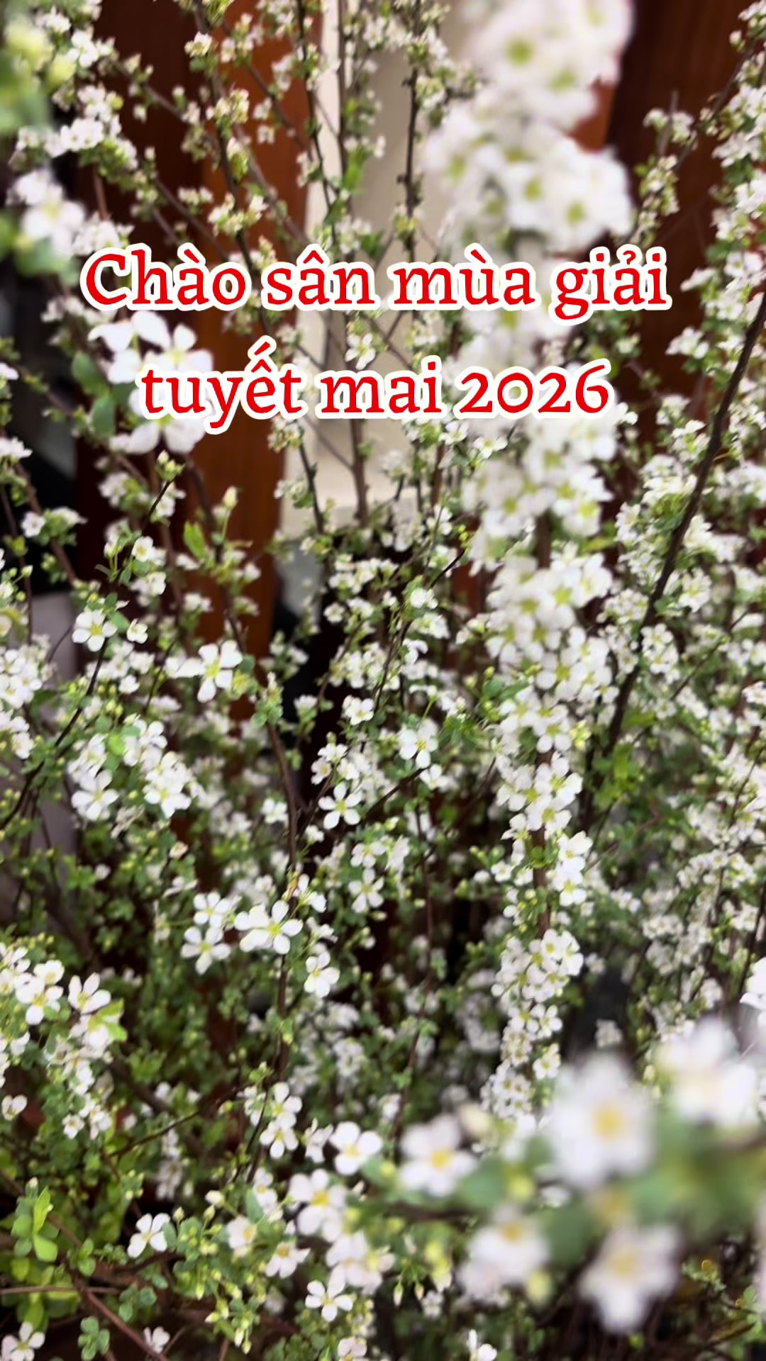 @Hoa Tươi Như Hoa Chợ Đình