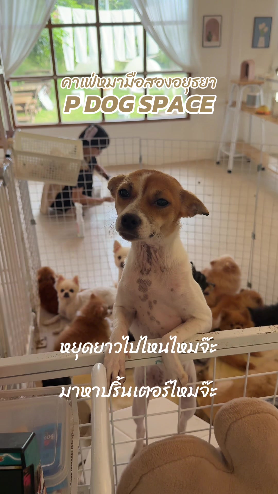@P Dog Space คาเฟ่หมามือสอง 🐶