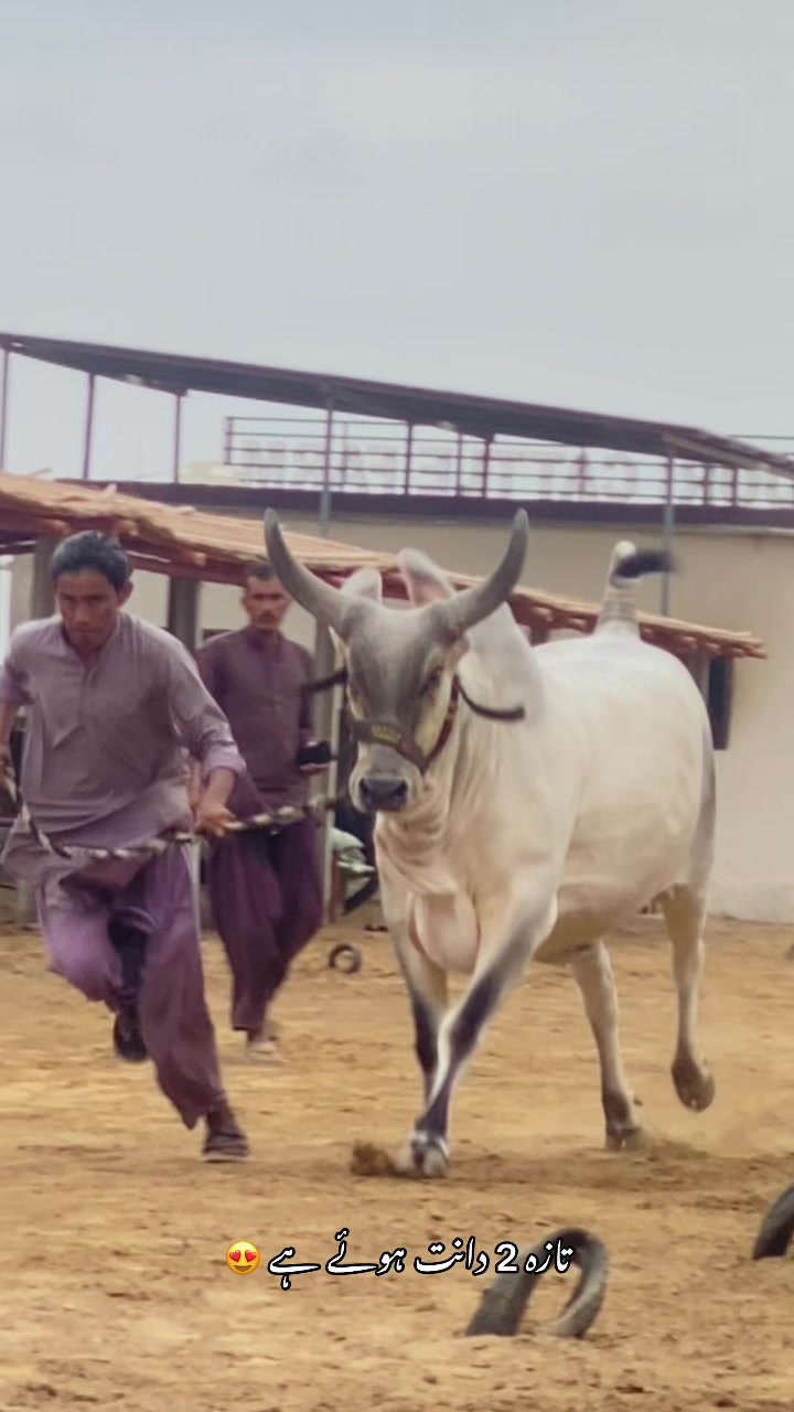 @Mandi Wali Sarkar 2.0