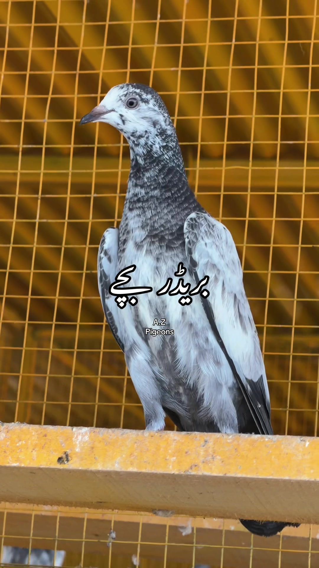 @Athar Zulfiqar