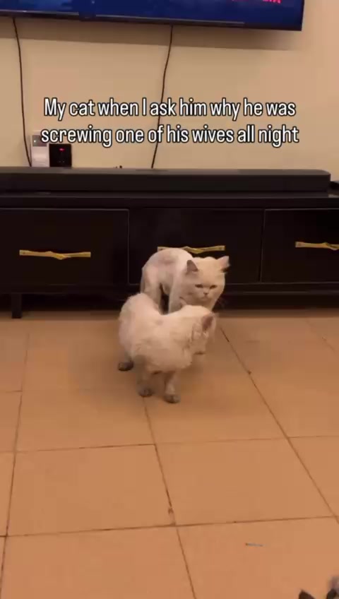 @Dera&rsquo;s cats🐈🐈🐈&zwj;⬛