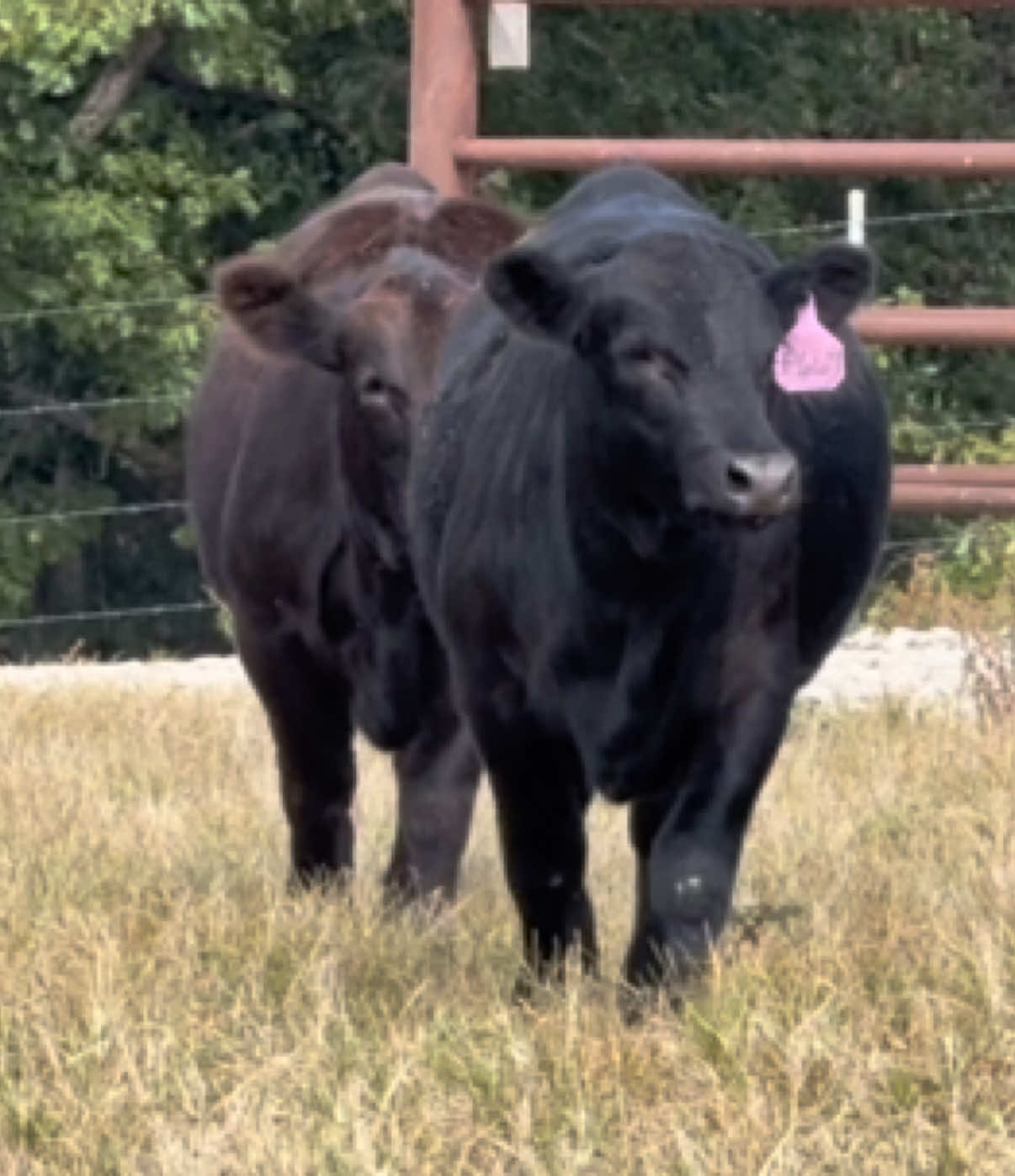 @Massey Land & Cattle