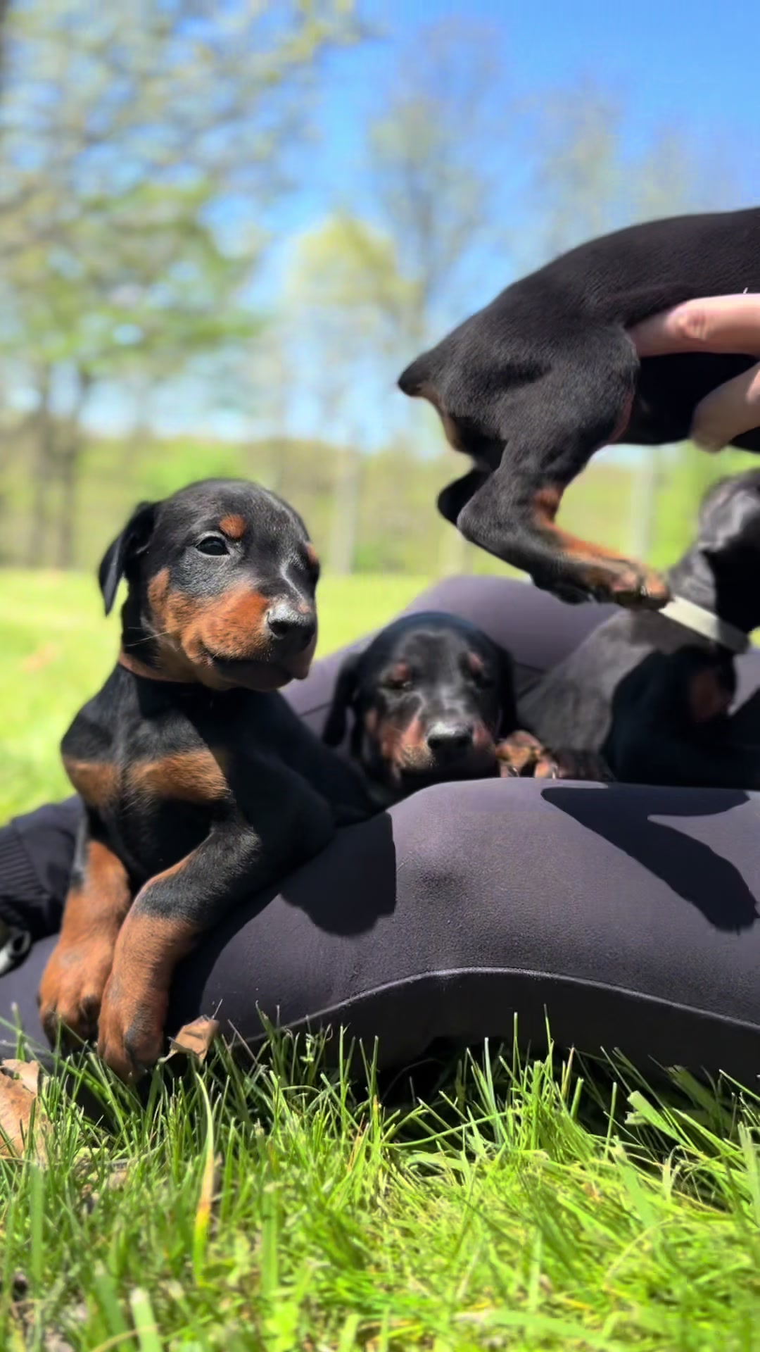 @Protection Dog Sales