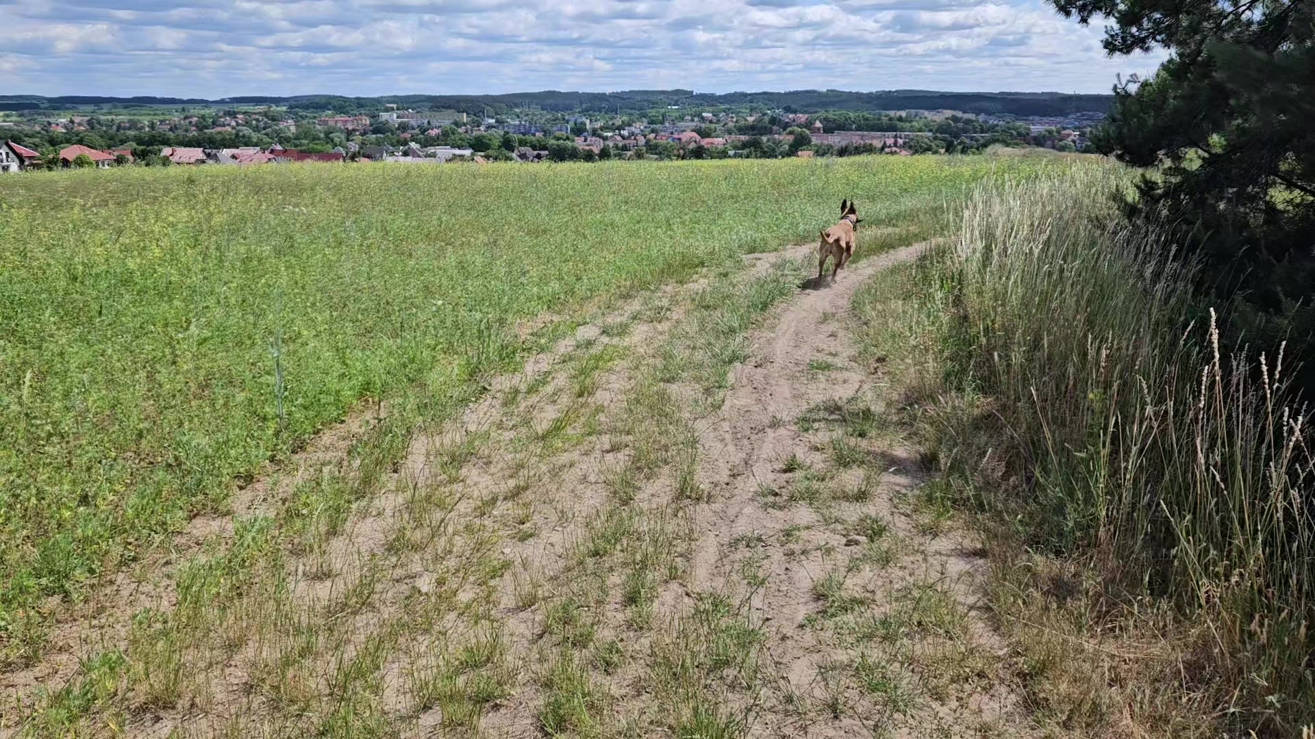 @Poppy Malinois, Korina & 🤡