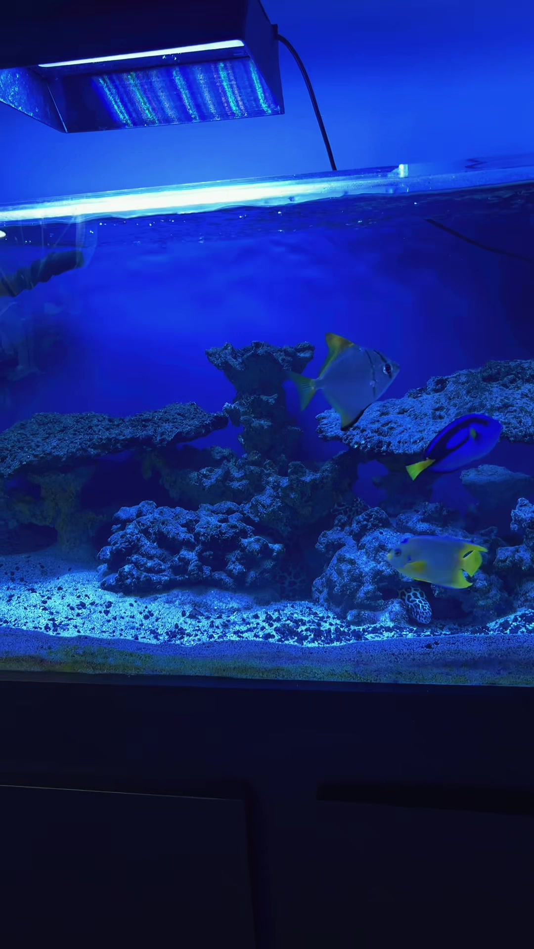 @reeflove