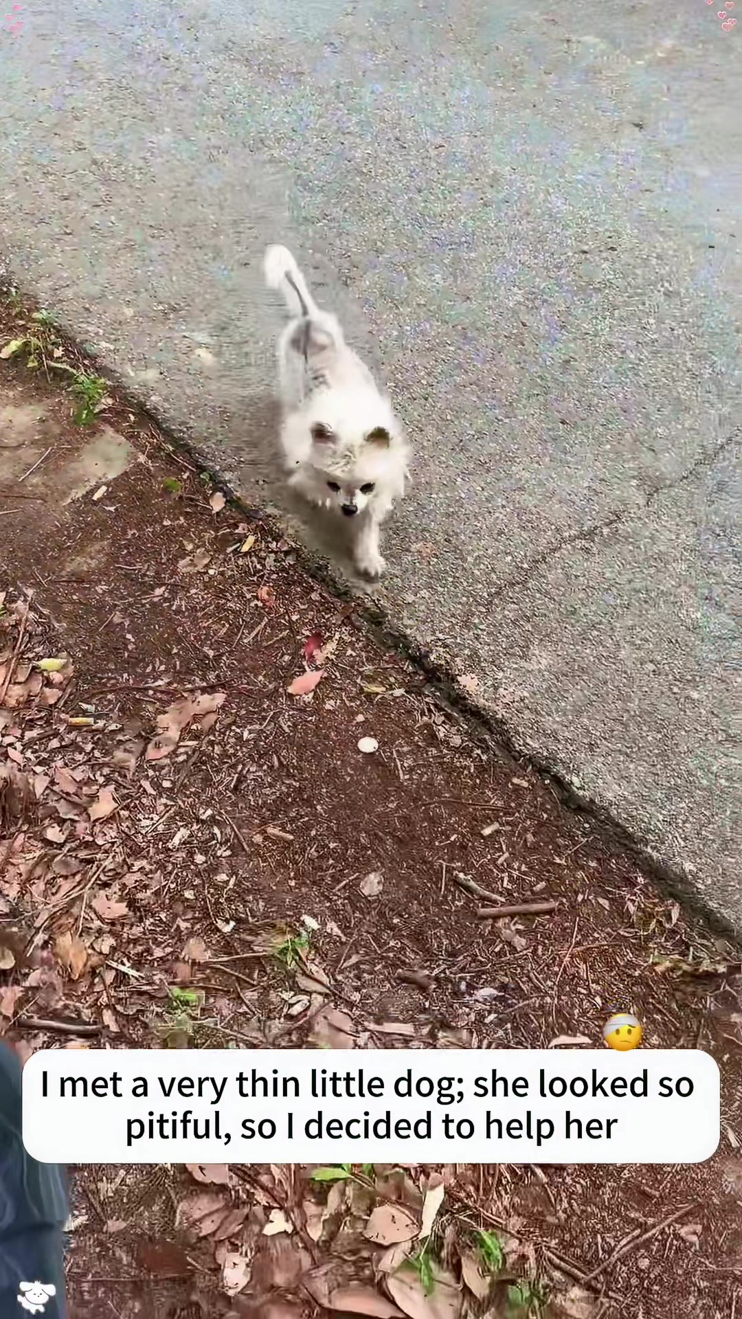 @rescuespet12