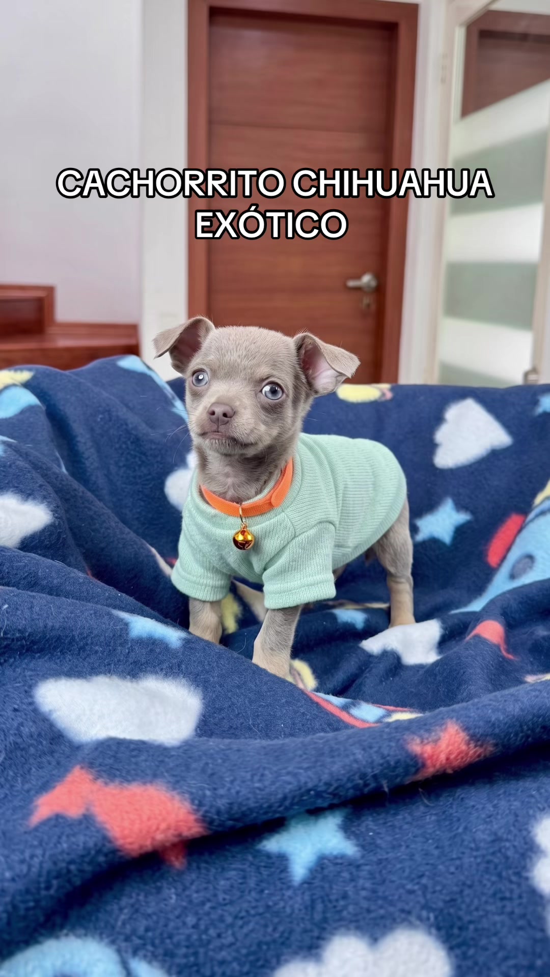 @Super Pet Ecuador 🇪🇨 🐶