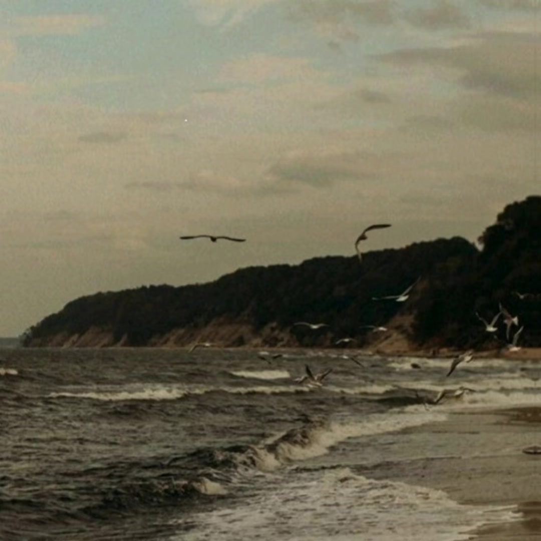 @🕊️