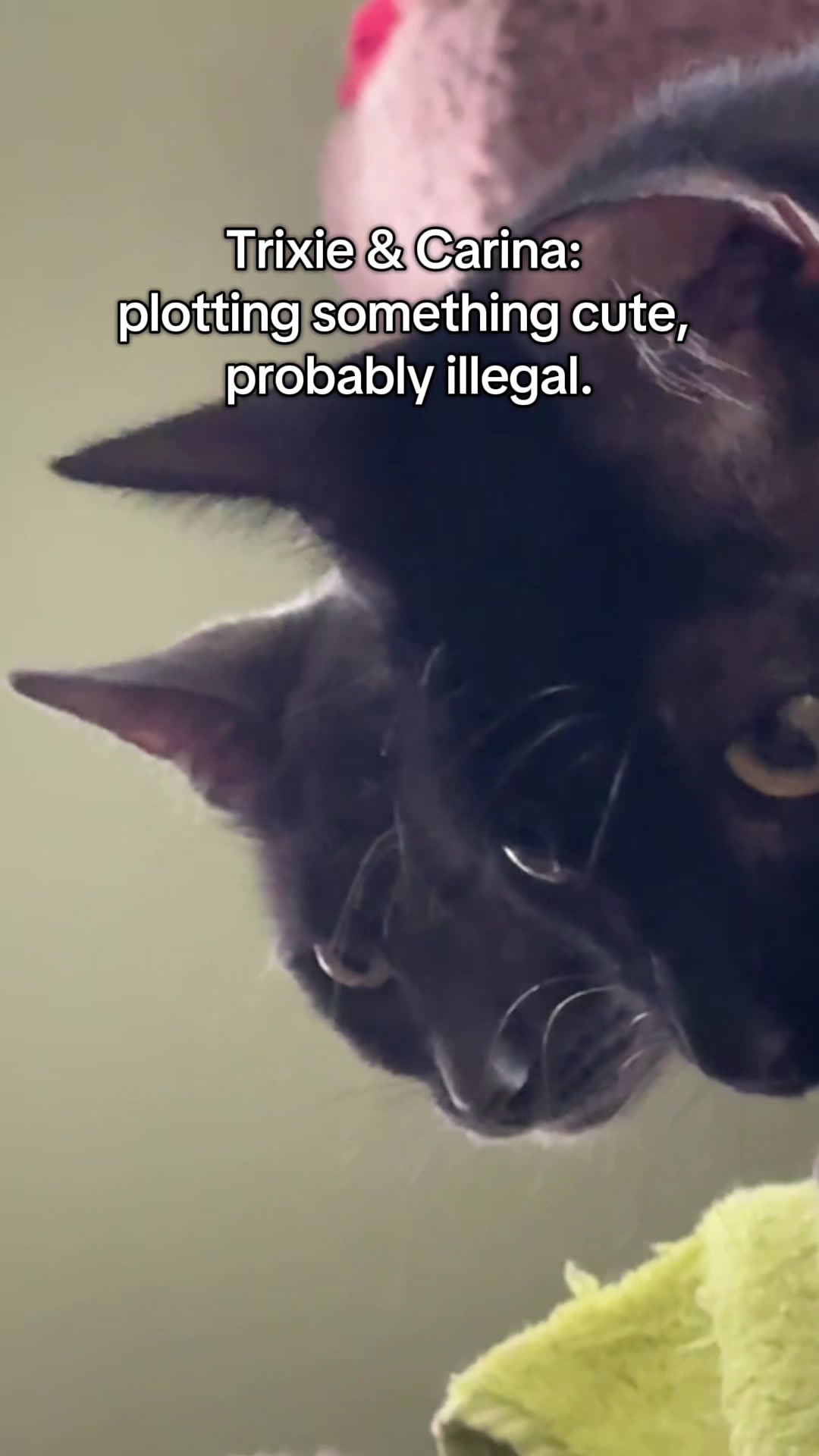 @North Toronto Cat Rescue