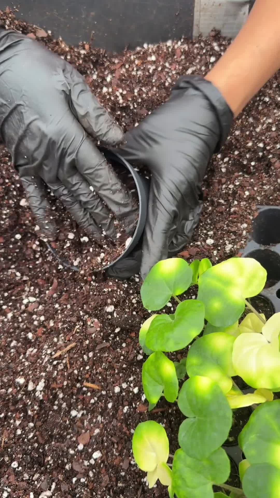 @BWH Plant Co
