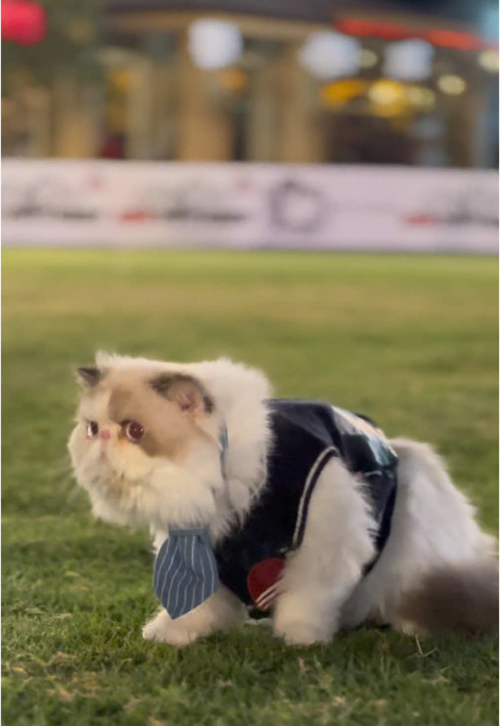 @karachikittens