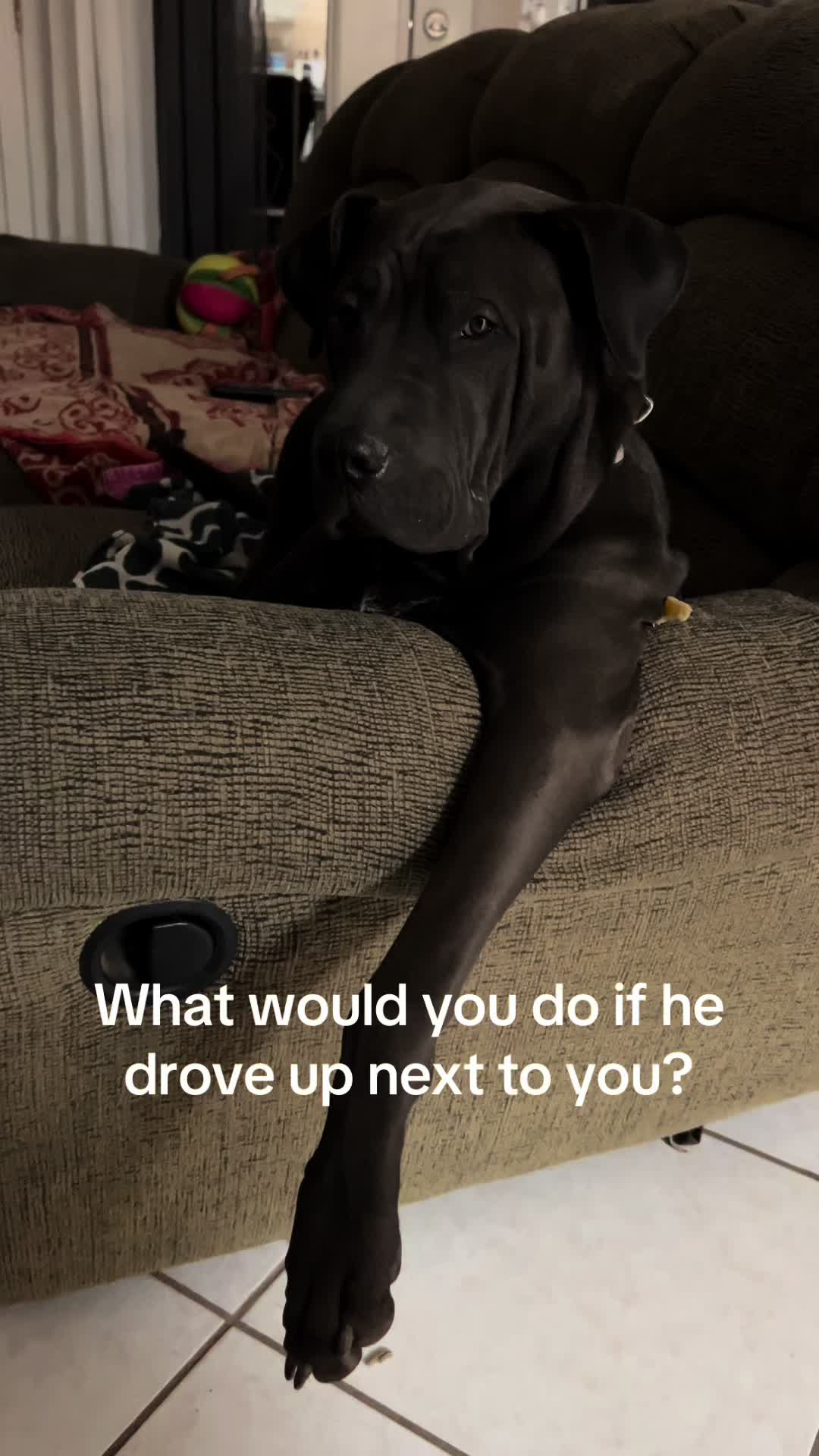 @Bean Bag Boys 🐾🦴