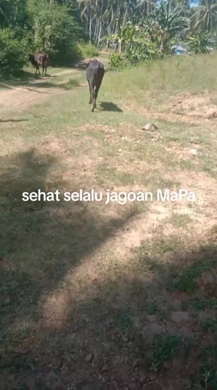 @Abay.