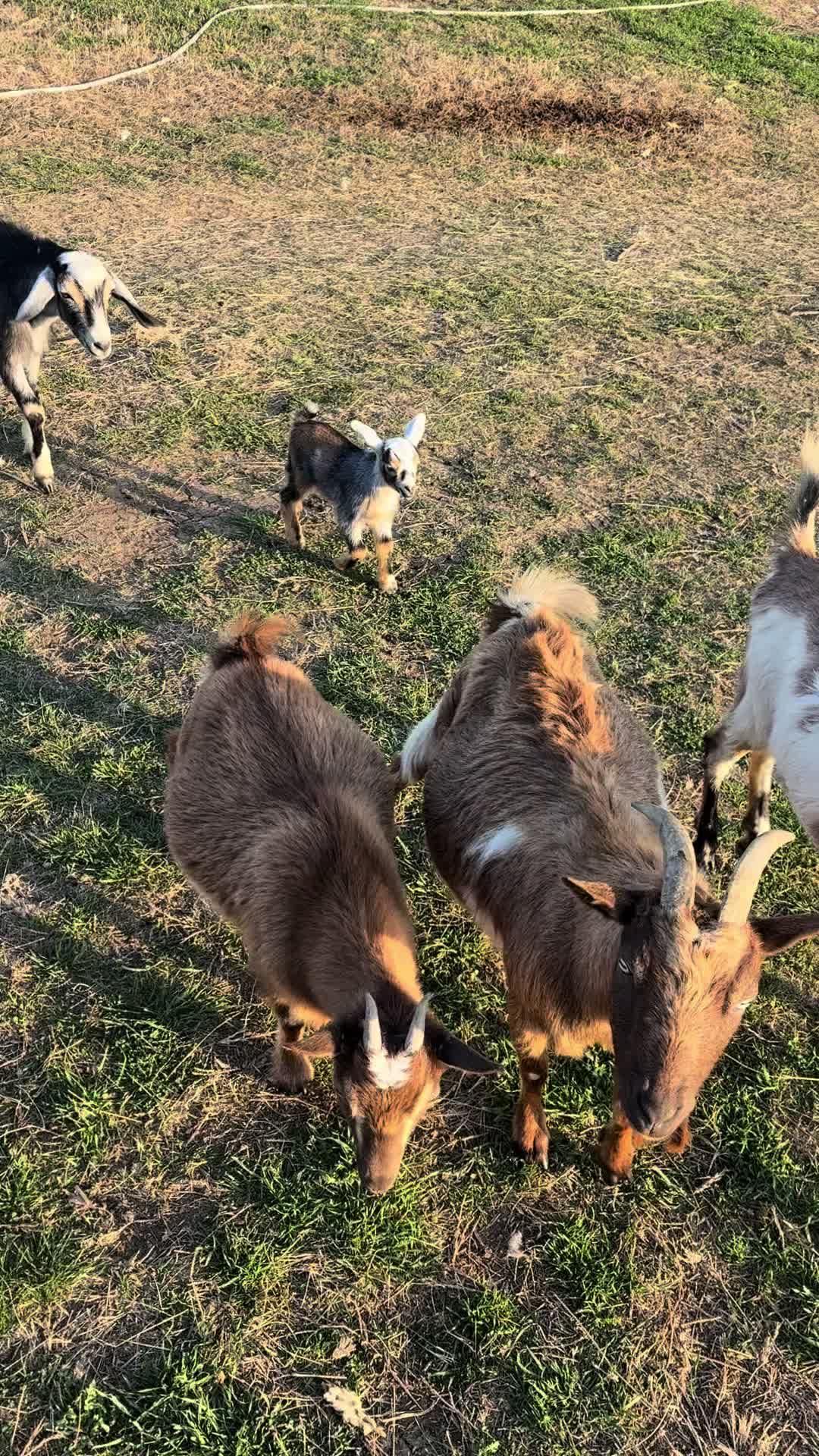 @Brewer Farms TX