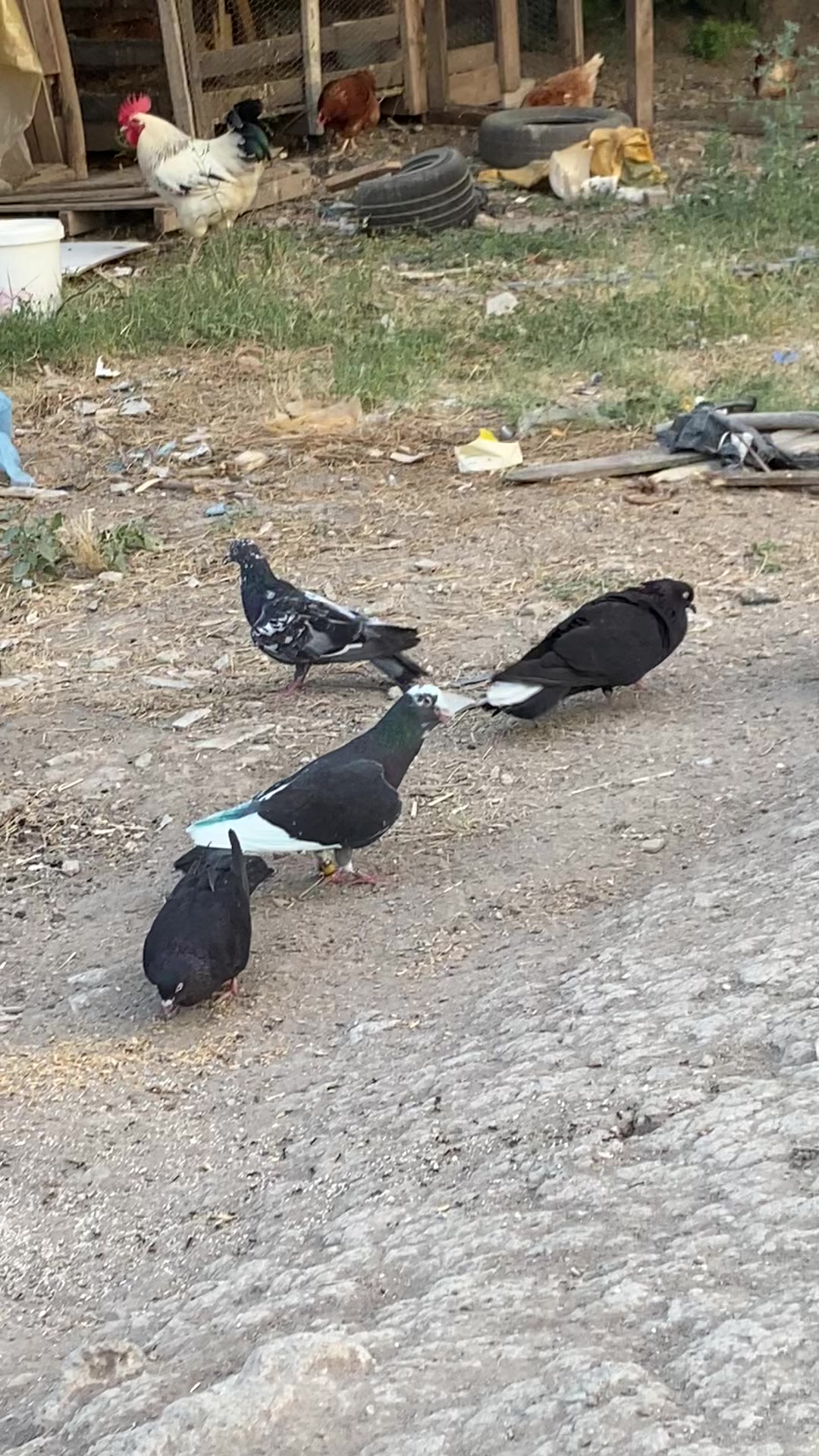 @Miro dolapçıları