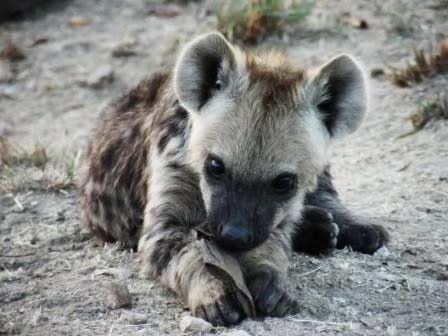 @AbrahamTheHyena✝️