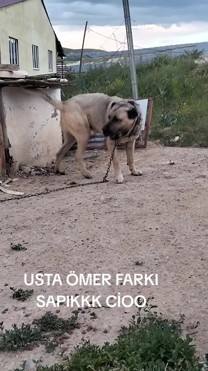 @Usta Ömer