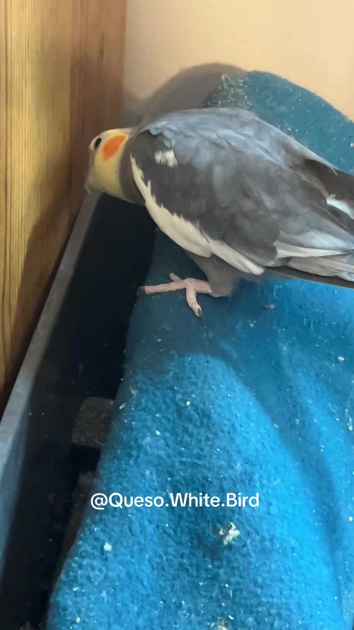@Queso White Bird 🕊️