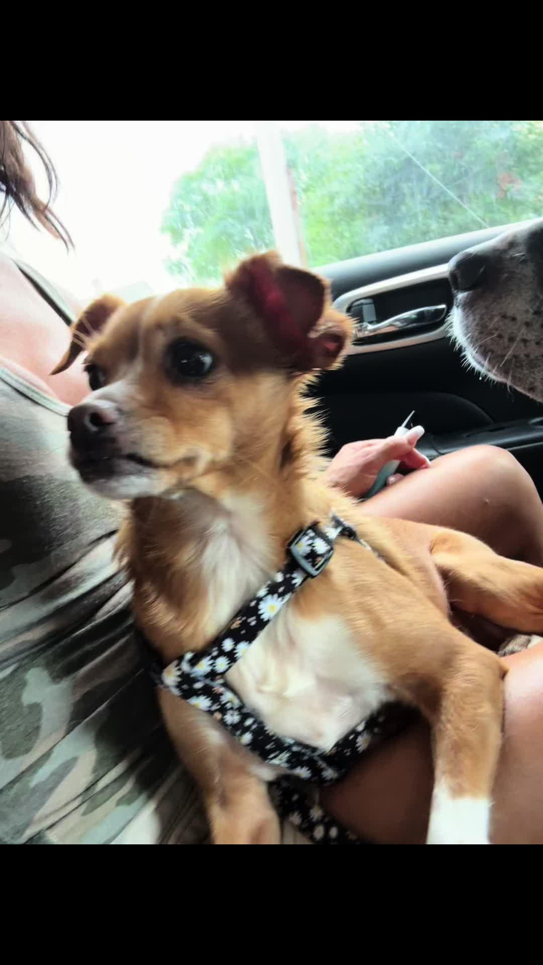 @dogmom76