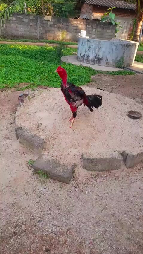 @𝑺𝑯𝑨𝑫𝑶𝑾 ,𝑺