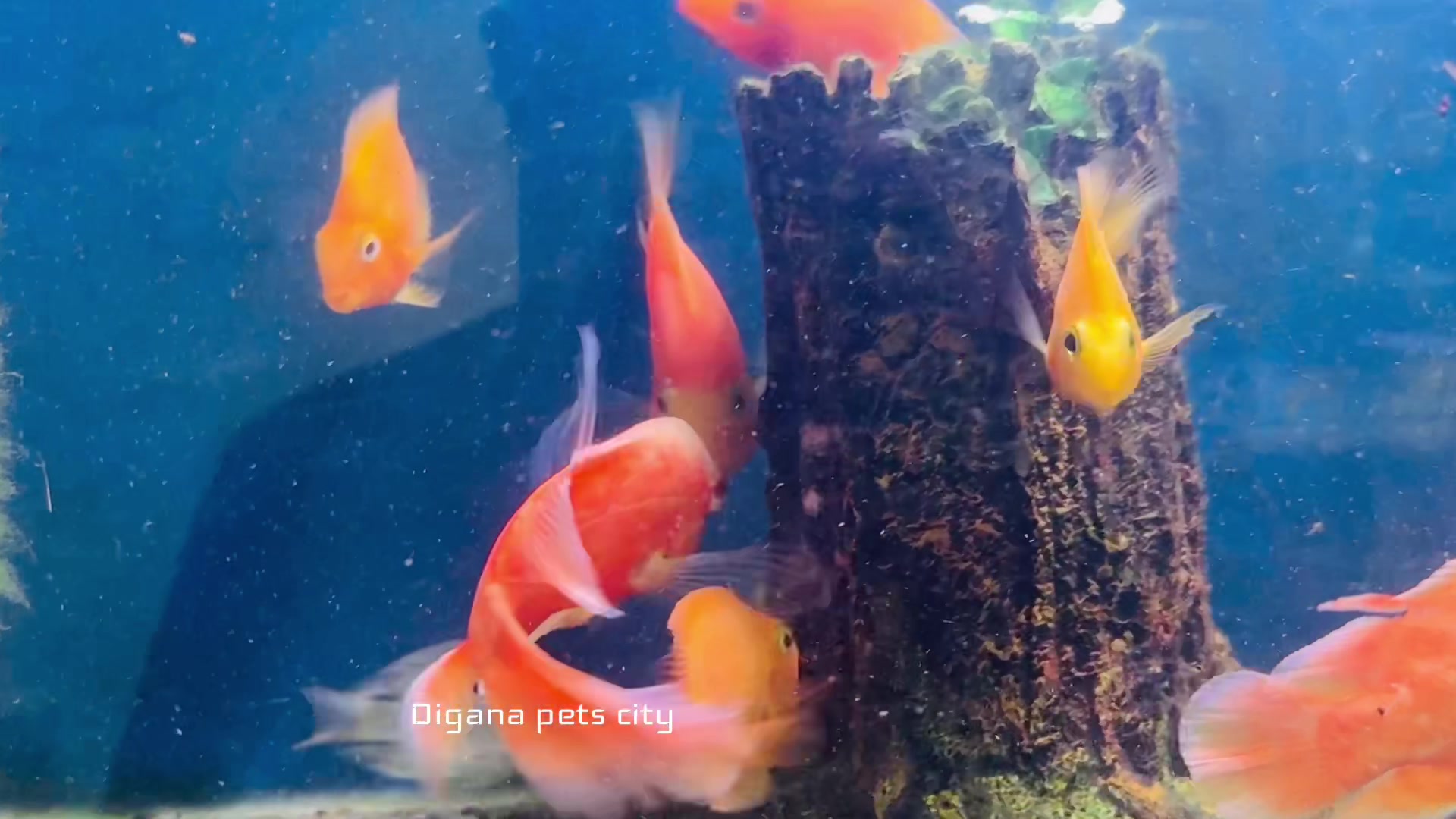 @Digana pets city