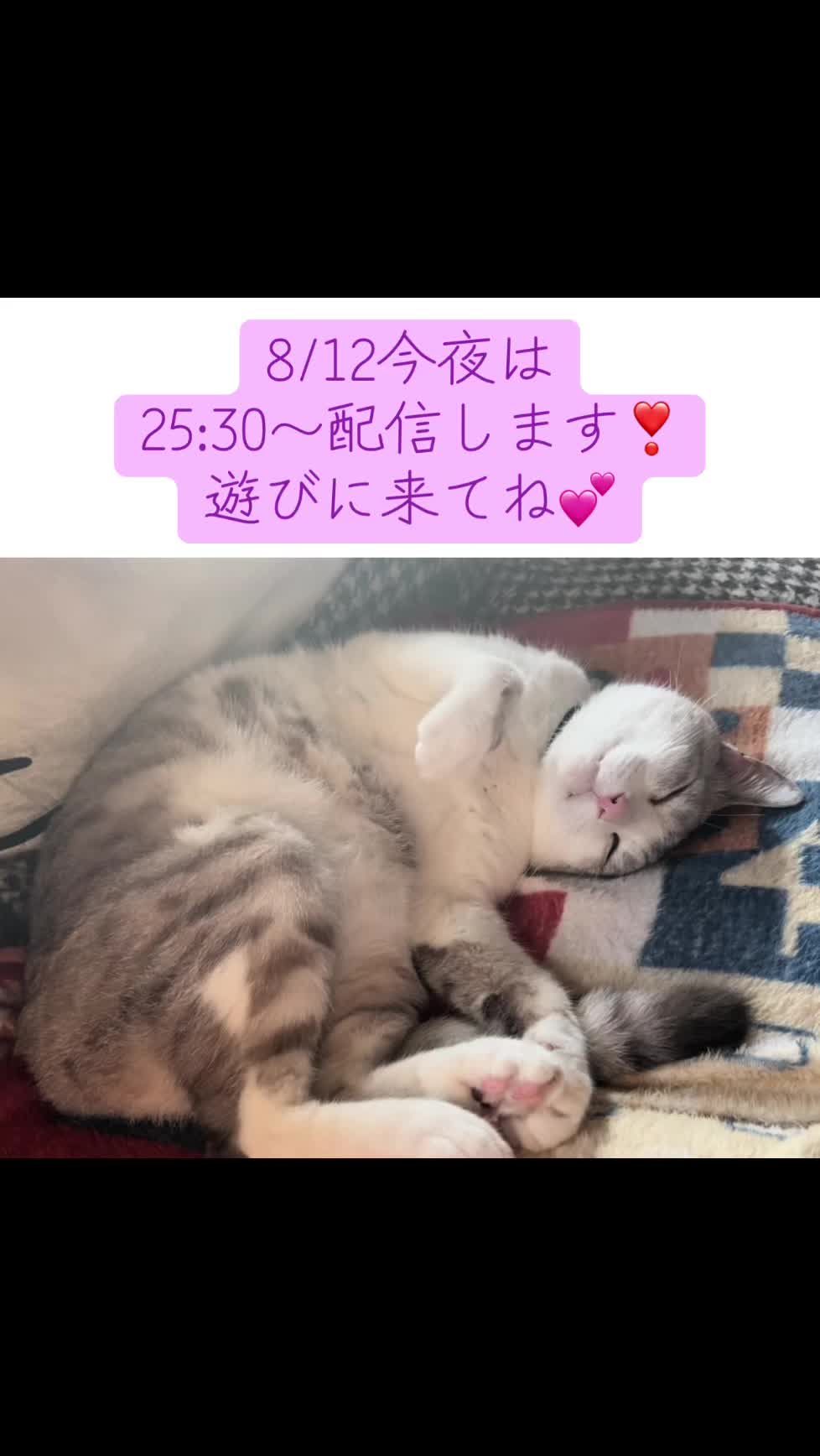 @ねこみみちゃん😸🍰🎀💌💗