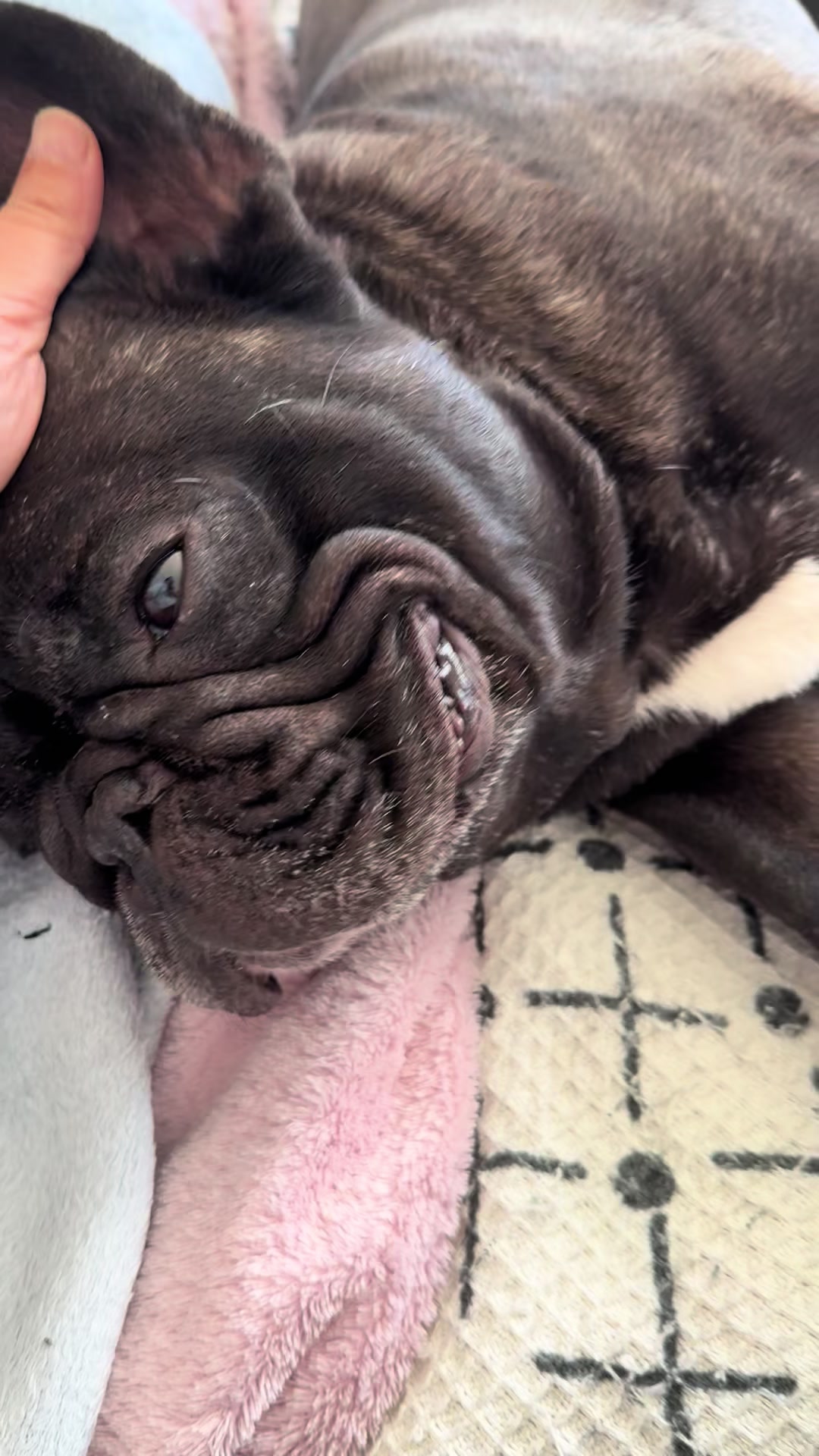 @Levi Needypants Frenchie