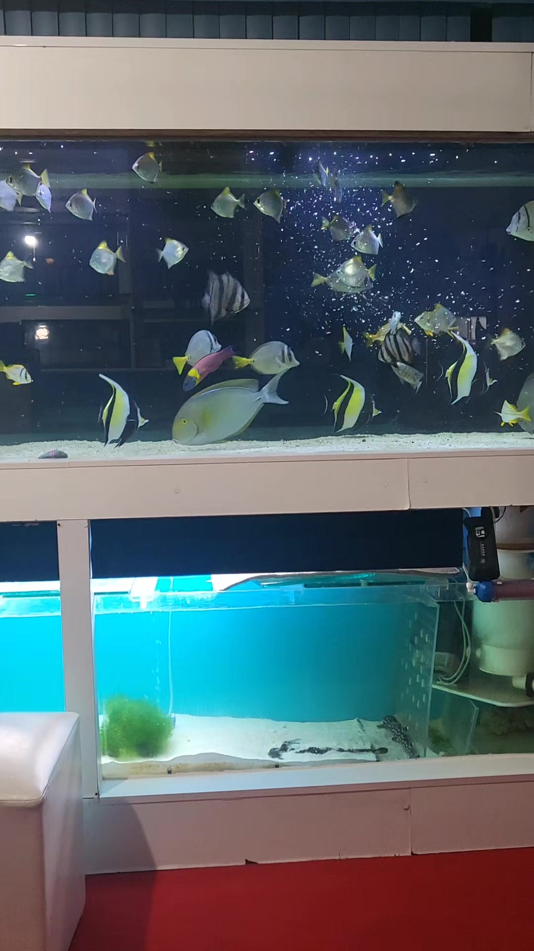@Aquariumplus 🐠🐬🦀🐙🐟🦑