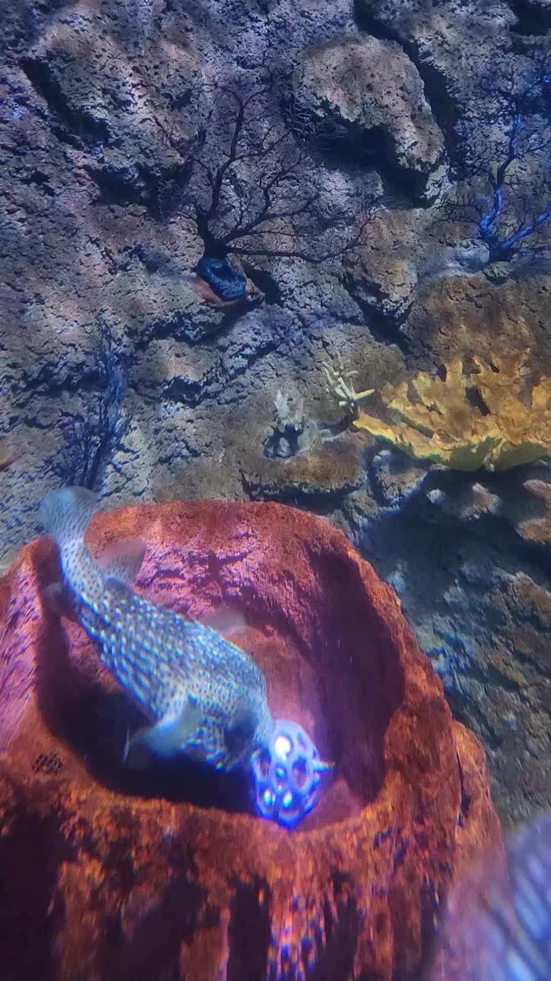 @Cuttle Aquarist