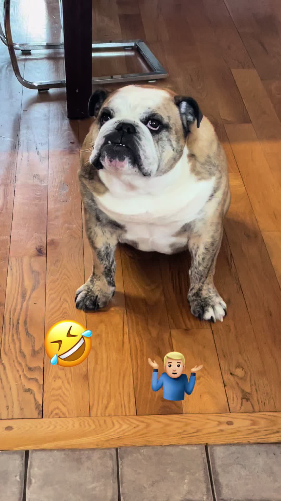 @Pedrobulldog