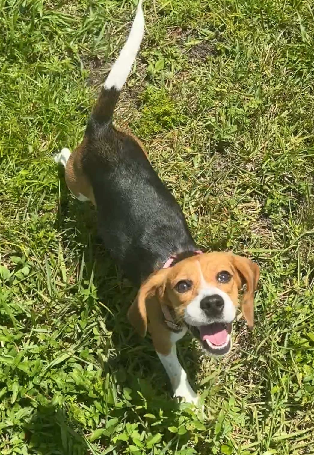 @Rare the Rescue 🐶🐾💕