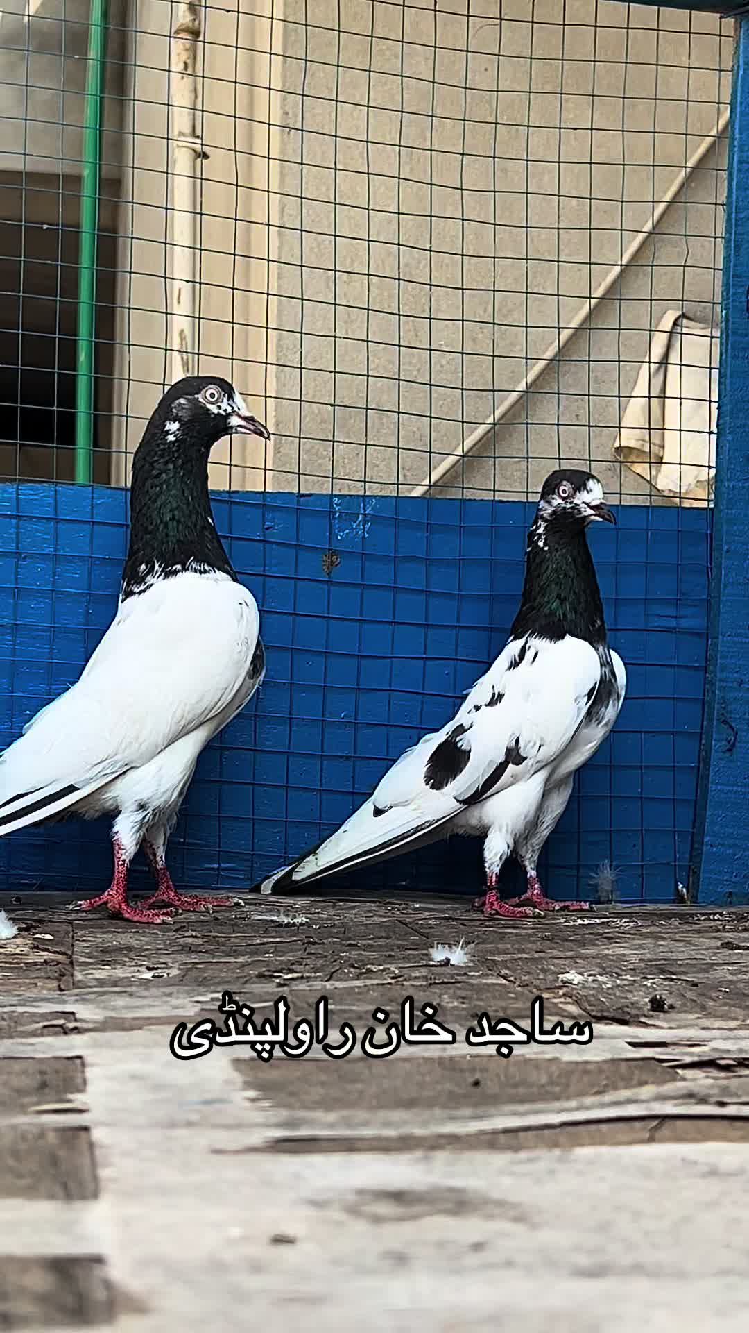 @ساجد خان راولپنڈی 7.13