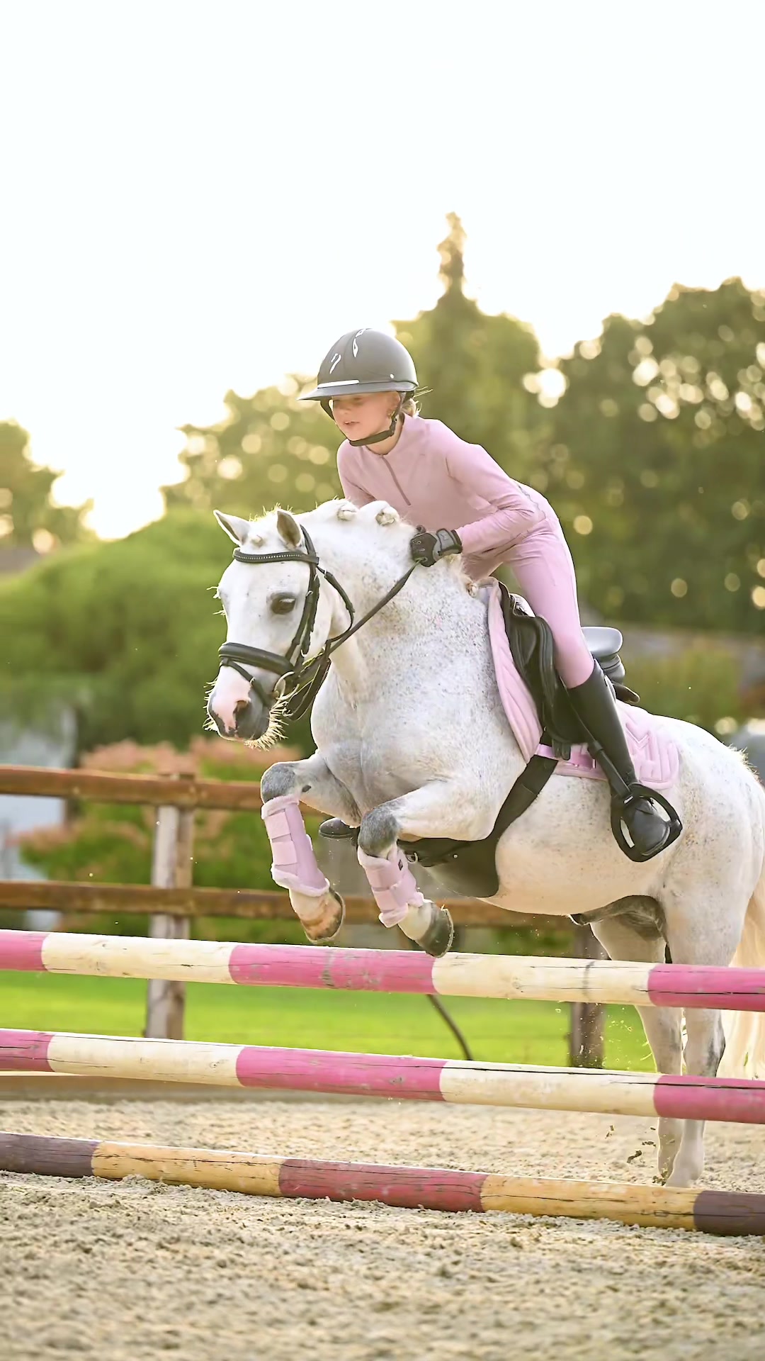 @Maximilian Equestrian