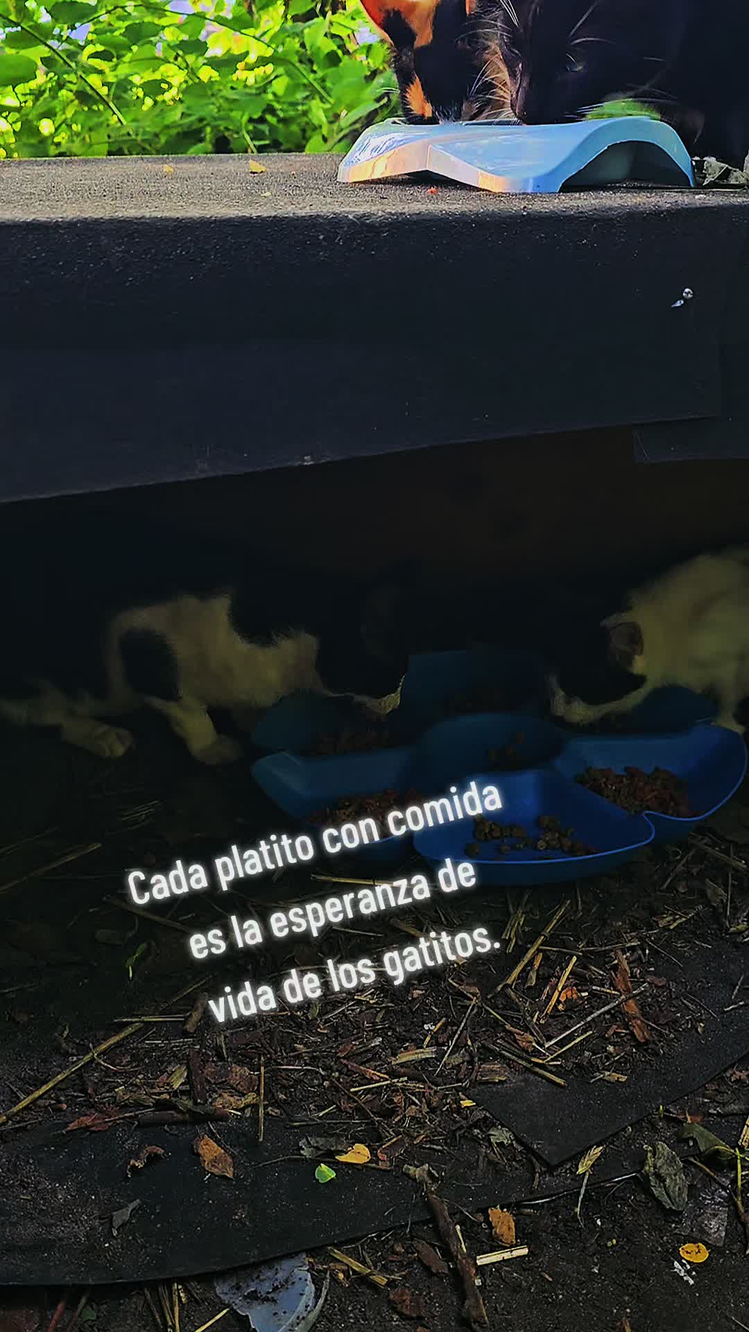 @🇲🇽Guli.Carrada 🐈&zwj;⬛