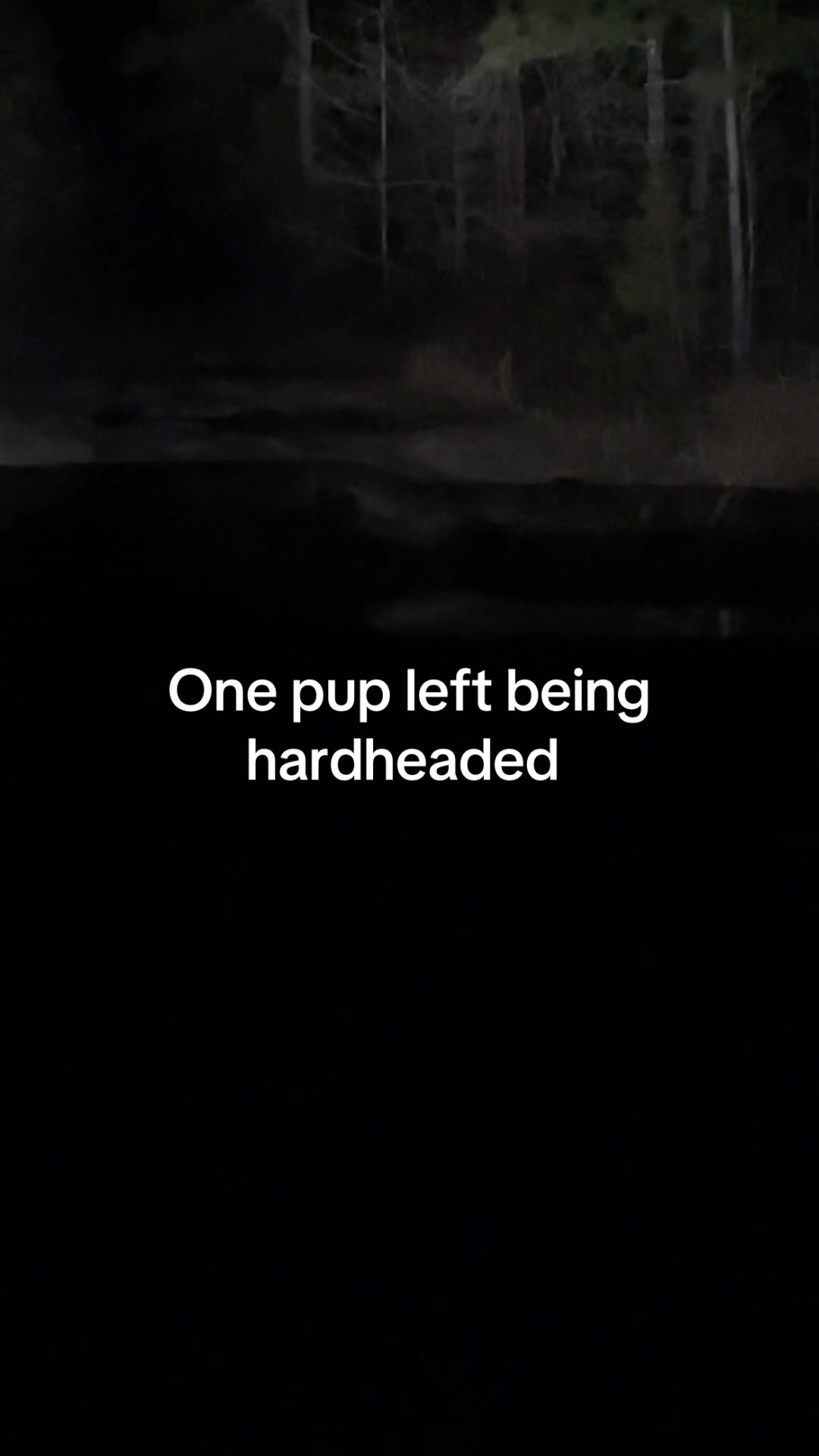 @3DeepKennels