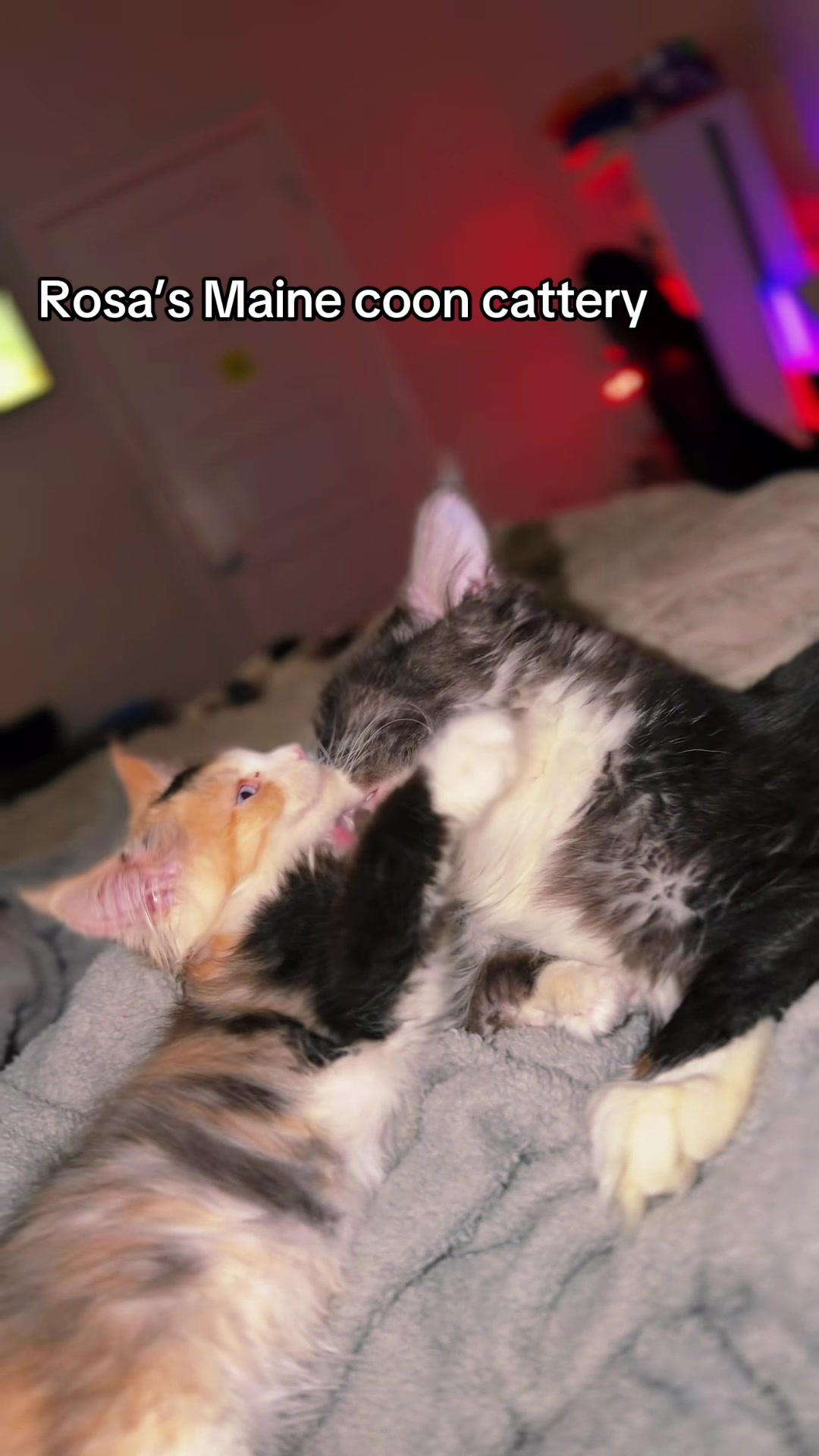 @Rosa’s maine coon in Texas🧛