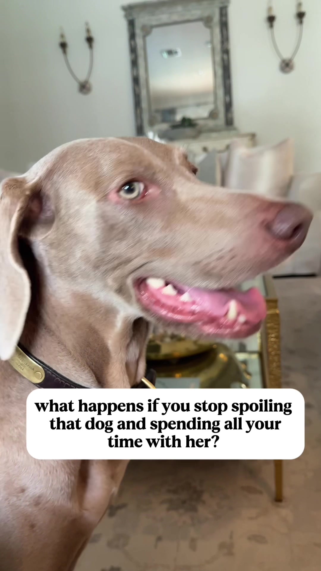 @Zoey the Weim